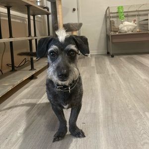 Meet your Posher, Amber